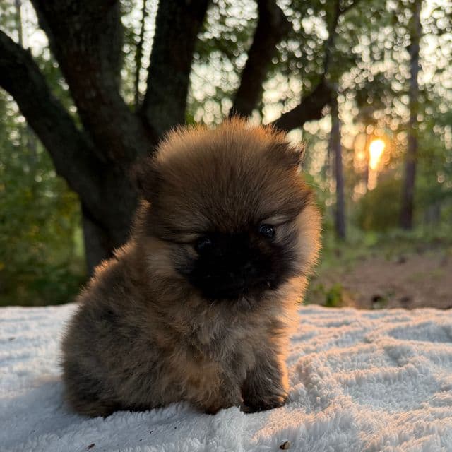 Boo - Pomeranian Male