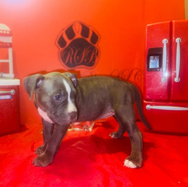 Female 1st - American Hairless Terrier Female