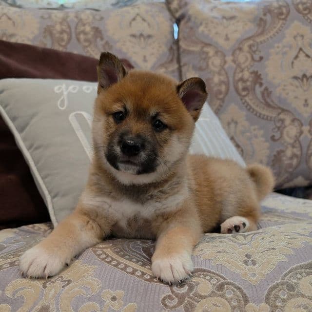 Snickers - Shiba Inu Male