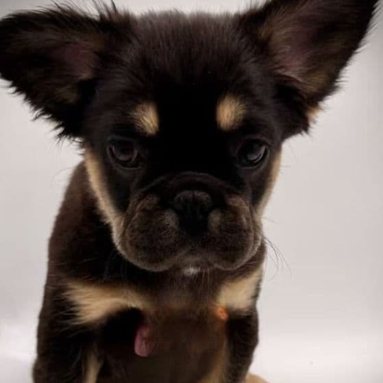 Bertha - French Bulldog Female