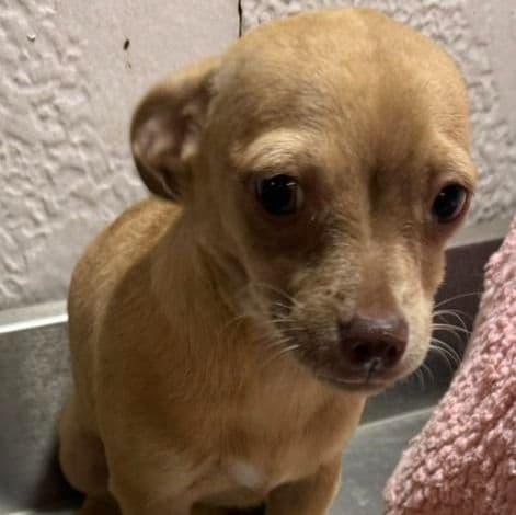 Lizzie - Chihuahua Female