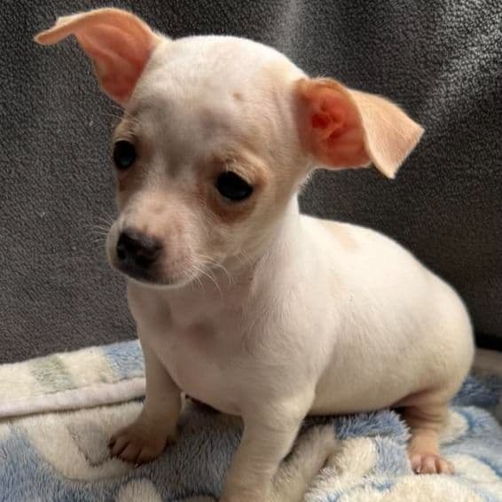 Dylan - Chihuahua Male