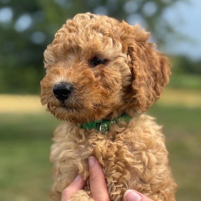 GREENIE BOY - F1B - Goldendoodle Male