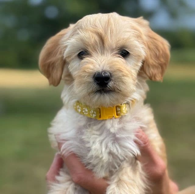 YELLOW BOY - F1B - Goldendoodle Male