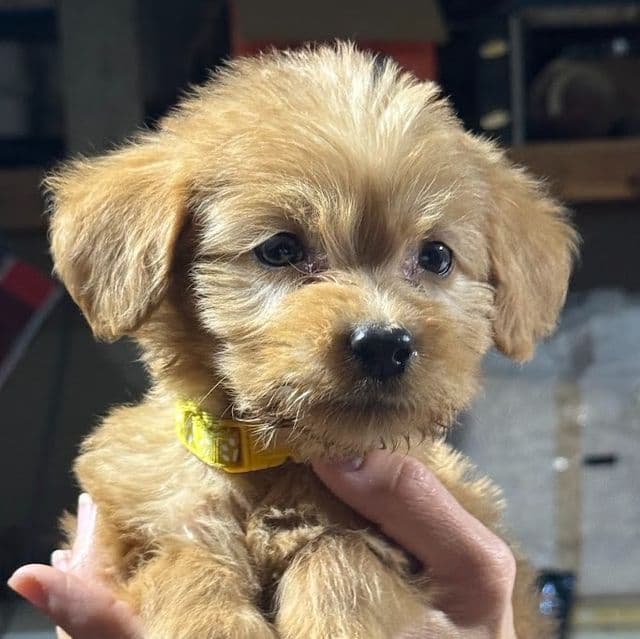 YELLOW GIRL - F1B - Goldendoodle Female