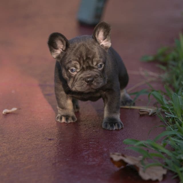 Coco Chanel - French Bulldog Female