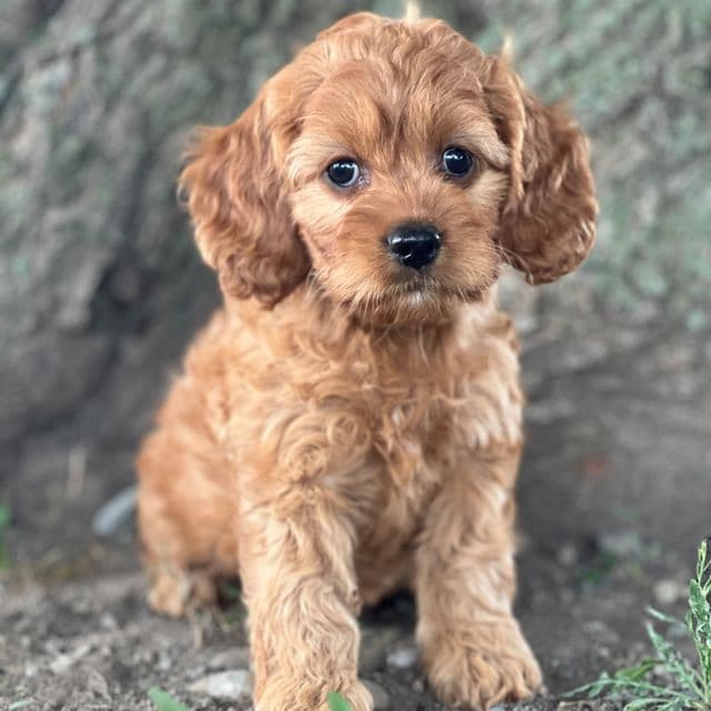 Sugar - Cocker Spaniel Female