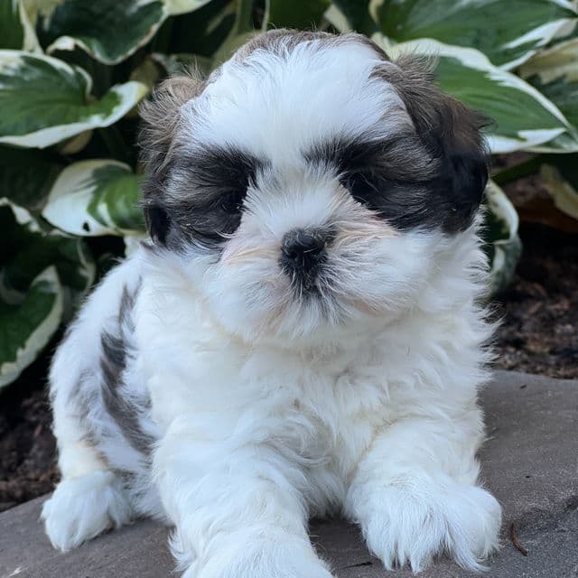 Joey - Shih Tzu Male