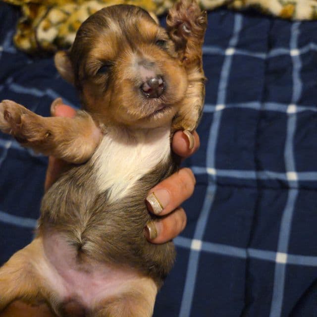 leah - Yorkshire Terrier Female