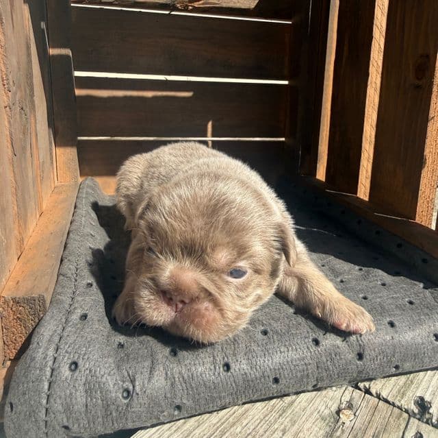 Big rope isabella - French Bulldog Female