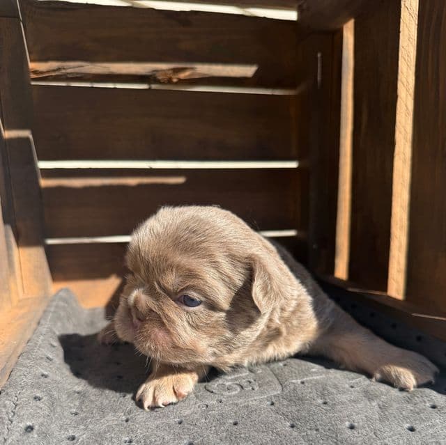 Big rope fluffy isabella - French Bulldog Male
