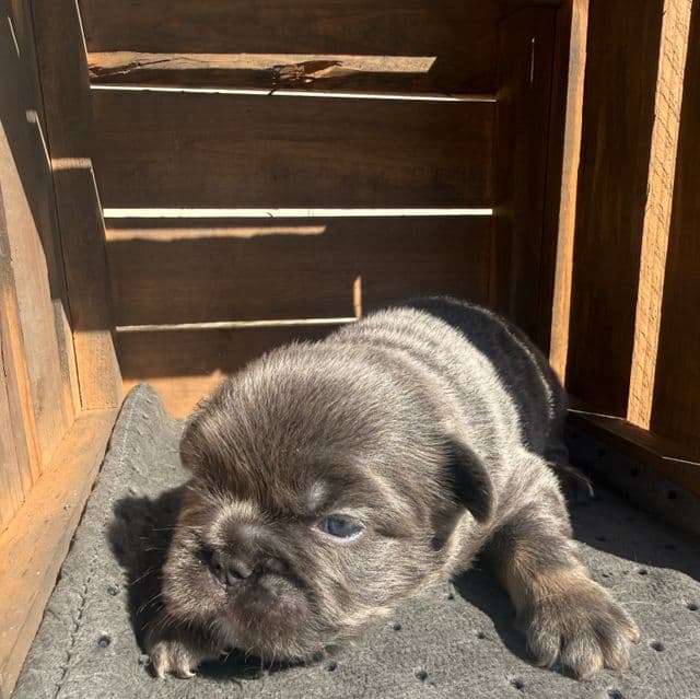 Big rope fluffy tri - French Bulldog Male