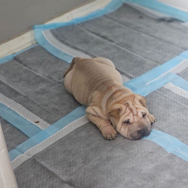 Ravioli - Chinese Shar-Pei Female