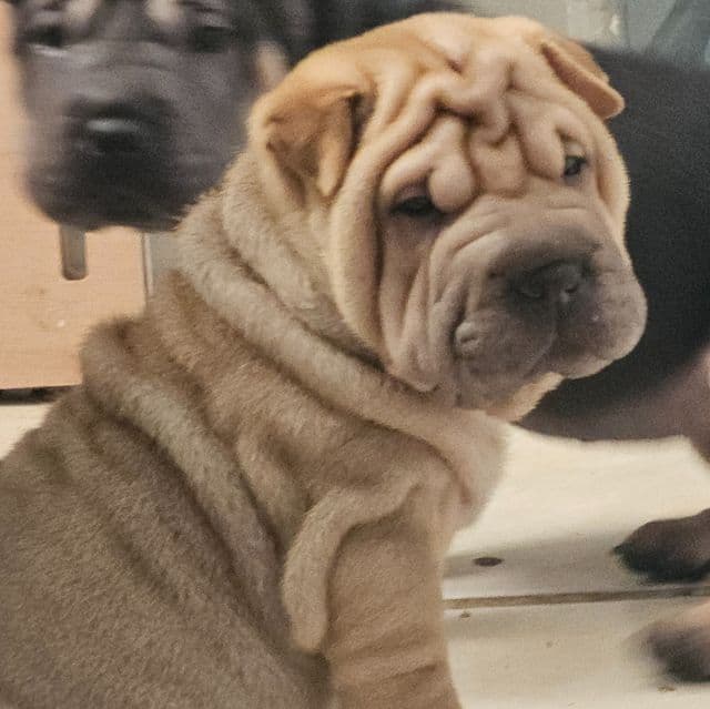 Spaghetti - Chinese Shar-Pei Female