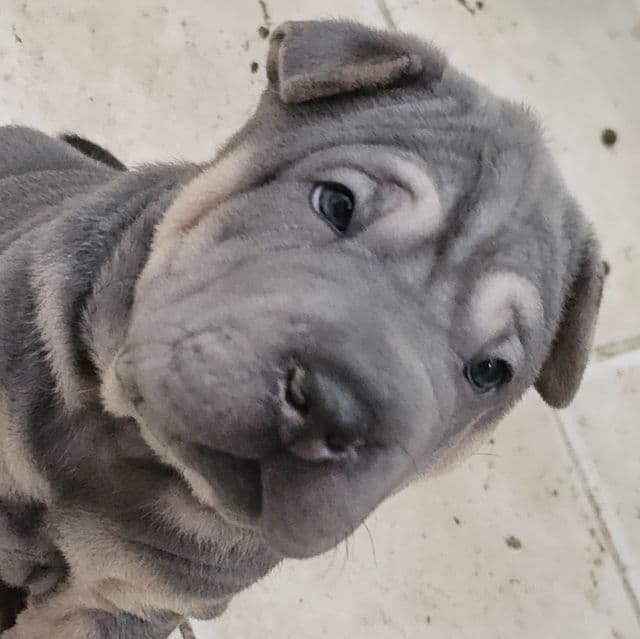 Linguine - Chinese Shar-Pei Male
