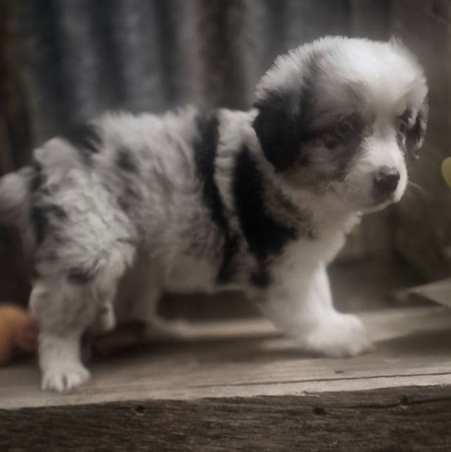 Mindy - Miniature American Shepherd (Mini Aussie) Female