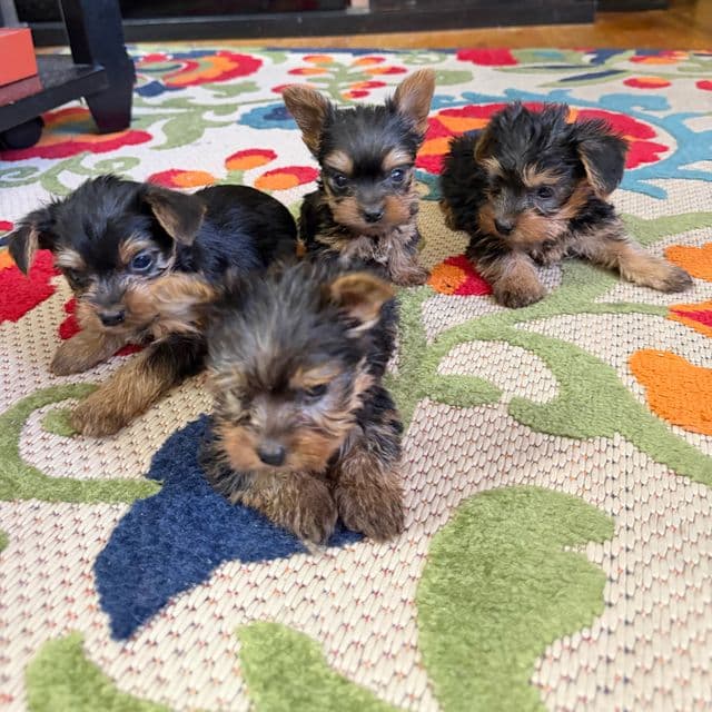 Marina - Yorkshire Terrier Female