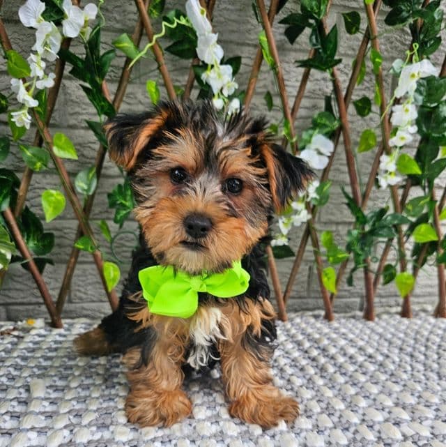 Bastian - Yorkshire Terrier Male