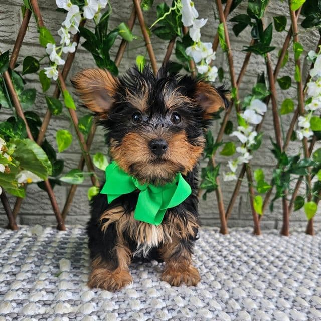 Baxter - Yorkshire Terrier Male