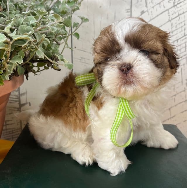 Nugget - Shih Tzu Male