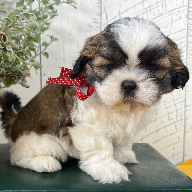Alfie - Shih Tzu Male