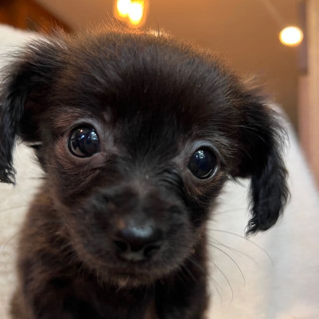 Toy size Beau~! - Chiweenie Male