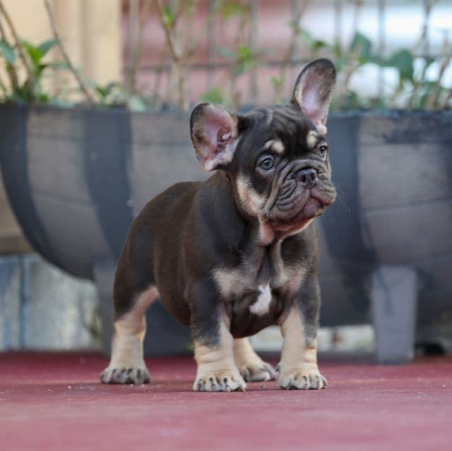 Audrey - French Bulldog Female