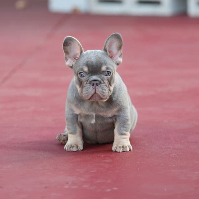 Prada - French Bulldog Female