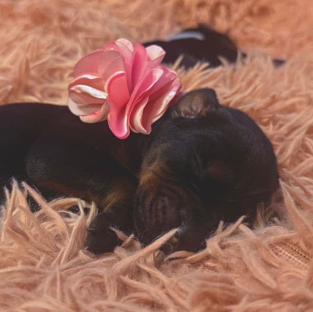 European Doberman Female (Pink Collar) - Doberman Pinscher Female