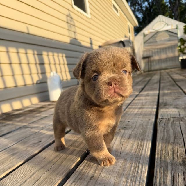 Big rope fluffy isabella - French Bulldog Female