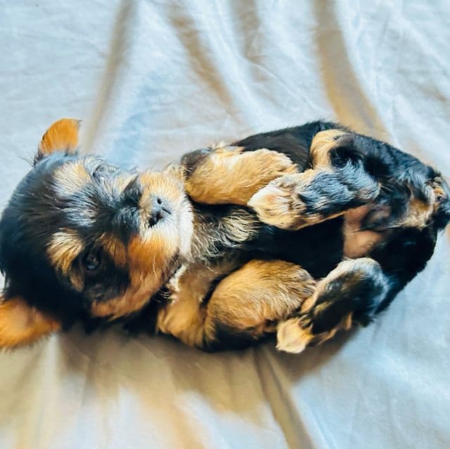 Leia - Yorkshire Terrier Female