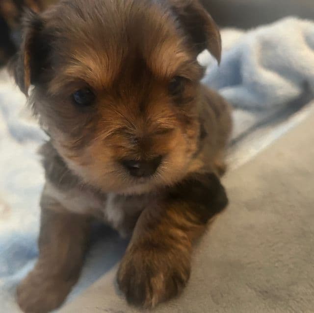 Prince jr - Yorkshire Terrier Male