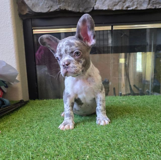 Bryson - French Bulldog Male