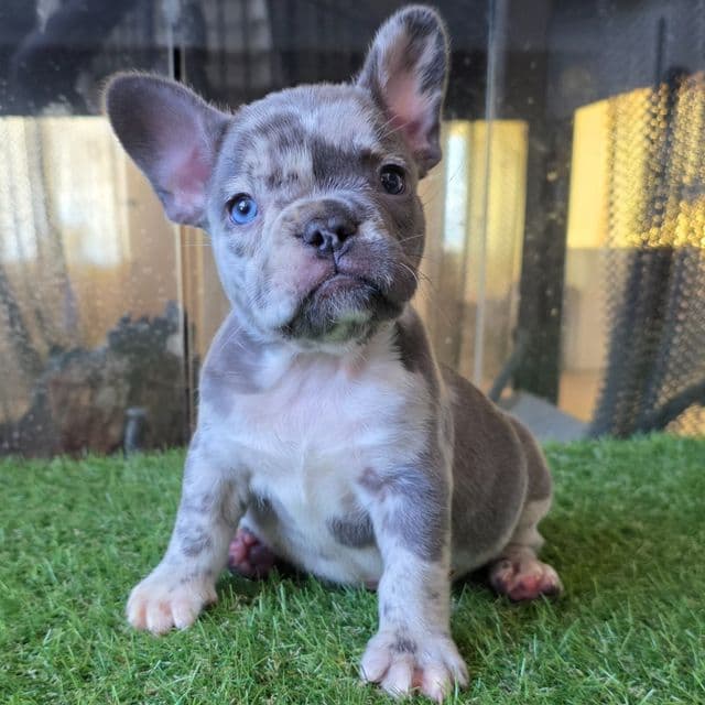 Misou - French Bulldog Female