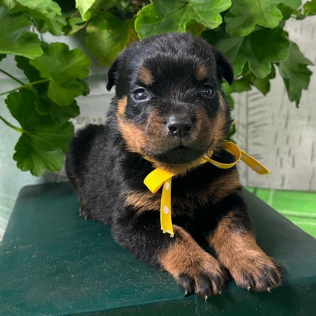 Molly - Rottweiler Female