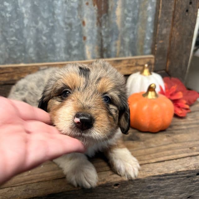Glinda - Aussiedoodle Female