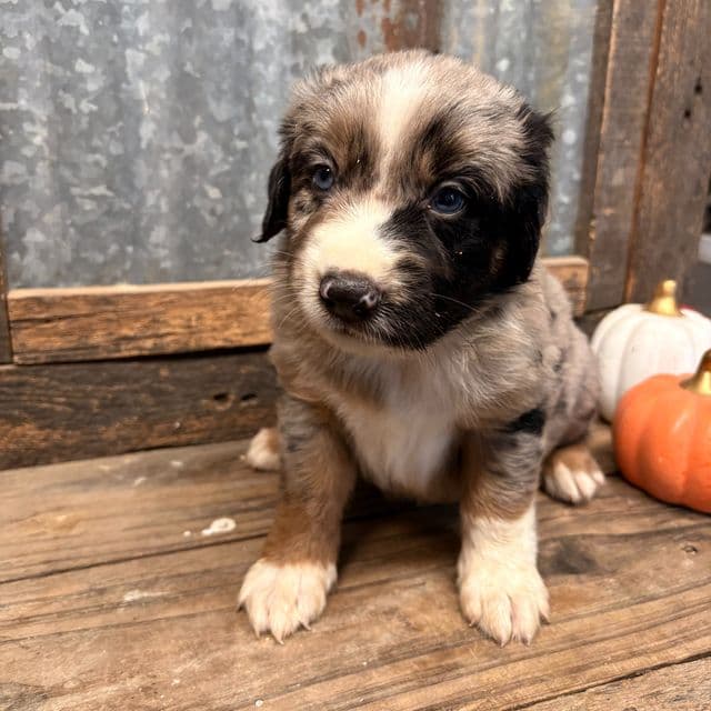 Wizard - Aussiedoodle Male