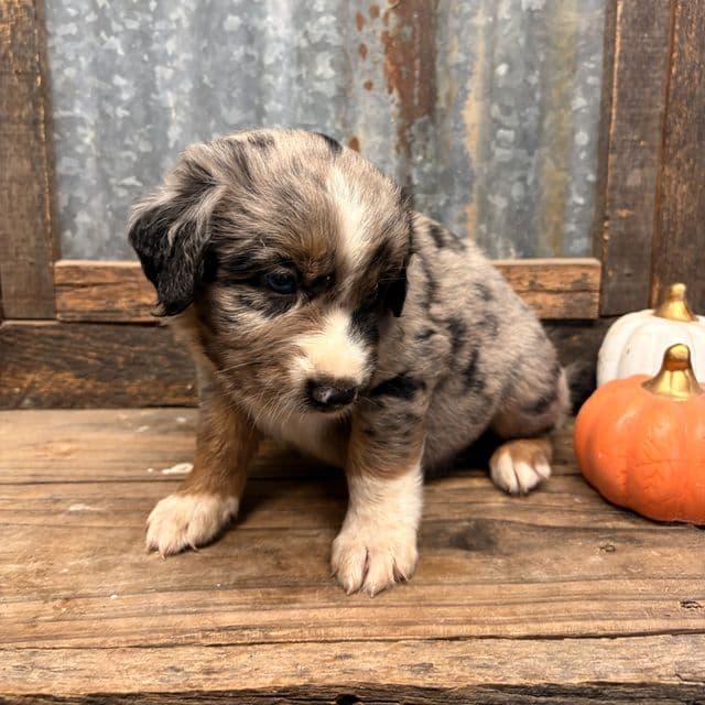 Tin man - Aussiedoodle Male