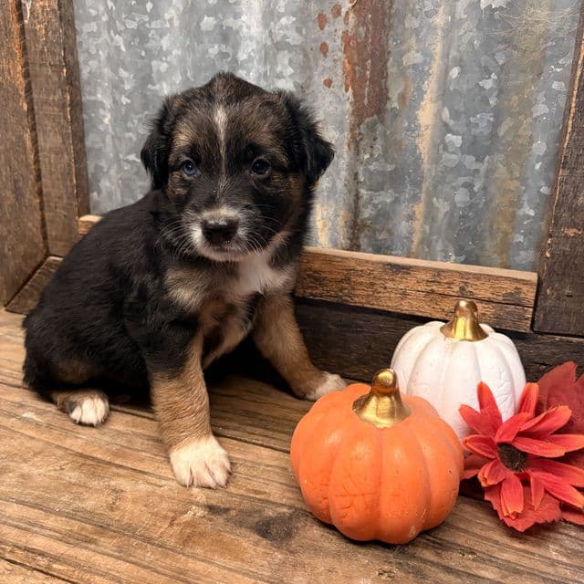 Scarecrow - Aussiedoodle Male