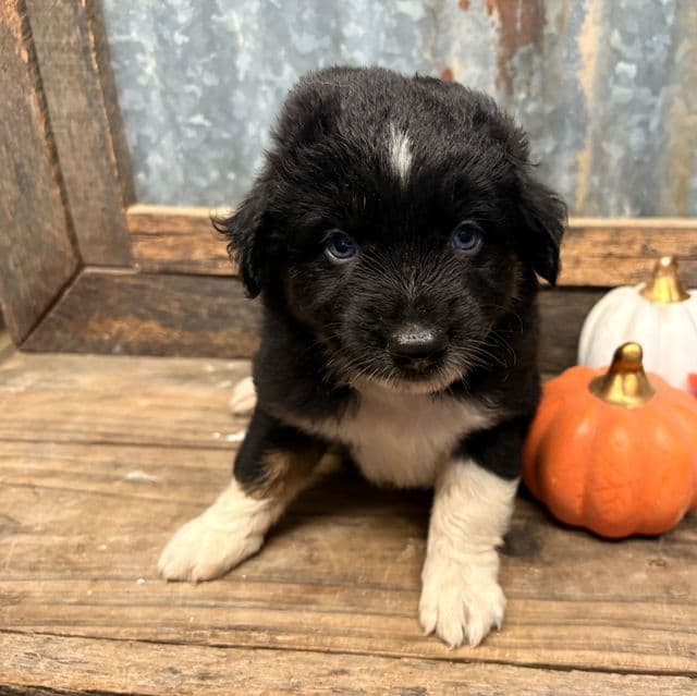 Dorothy - Aussiedoodle Female