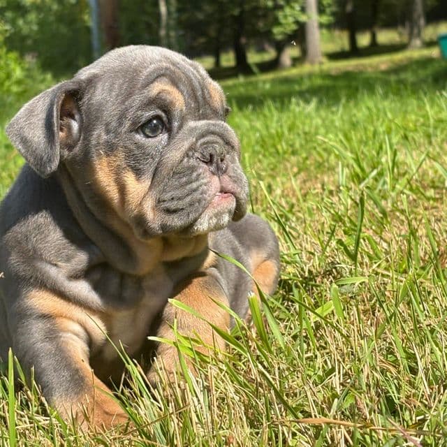 Girl 1 - English Bulldog Female