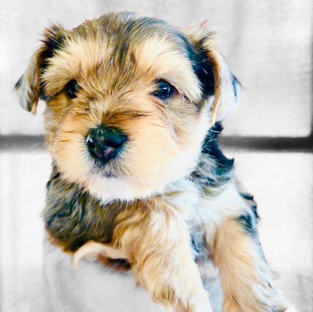 Prince jr - Yorkshire Terrier Male