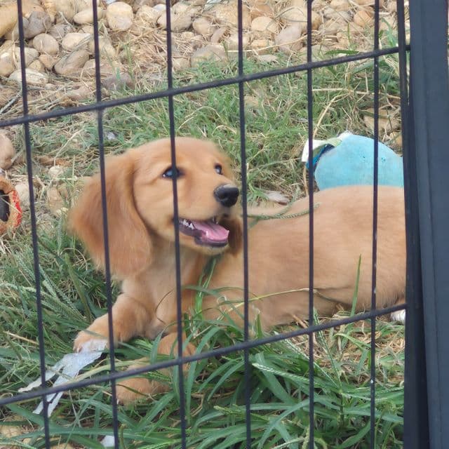 Clementine - Dachshund Female