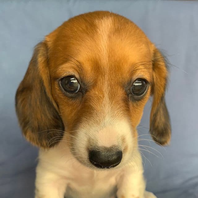 Sweet Chloe~! - Dachshund Female
