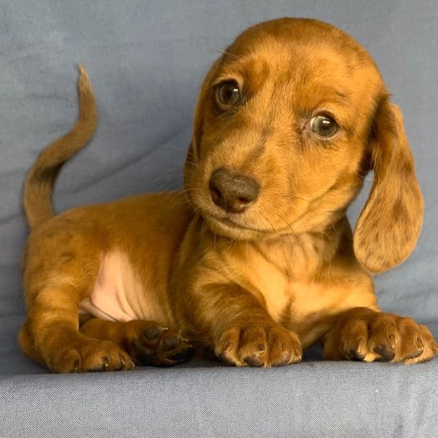 Fun Loving Chip! - Dachshund Male