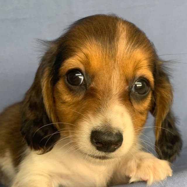 Super Sweet Chico~!!! - Dachshund Male