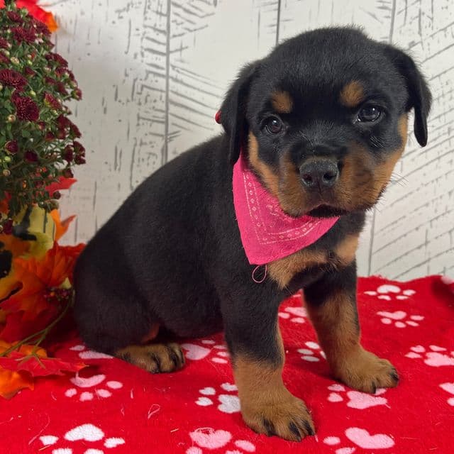 Nessie - Rottweiler Female