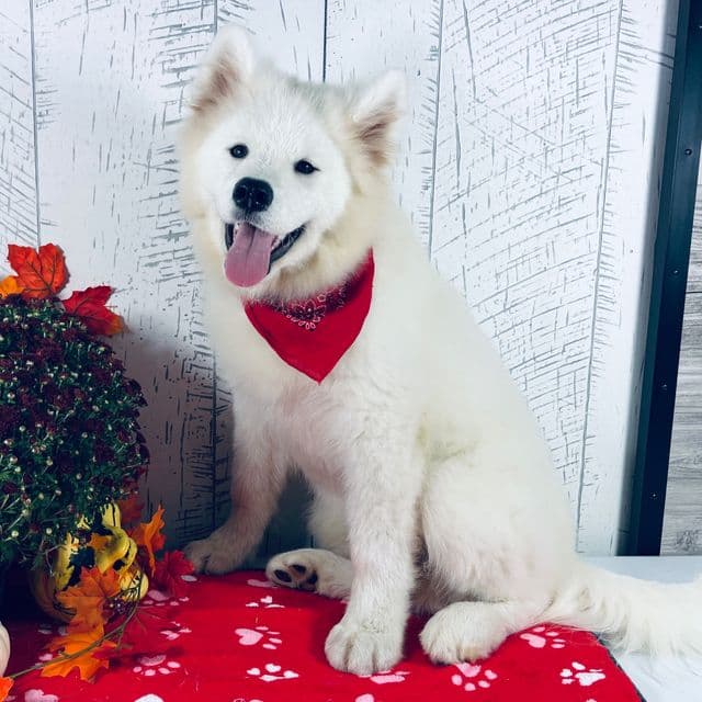 Sunny - Samoyed Male