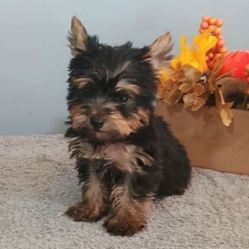 Yeti - Yorkshire Terrier Male