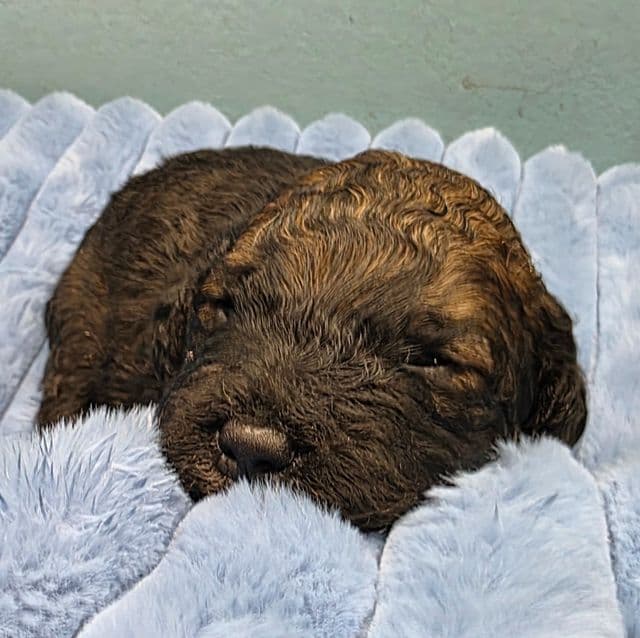 Mini F1b Pinto - Bernedoodle Male